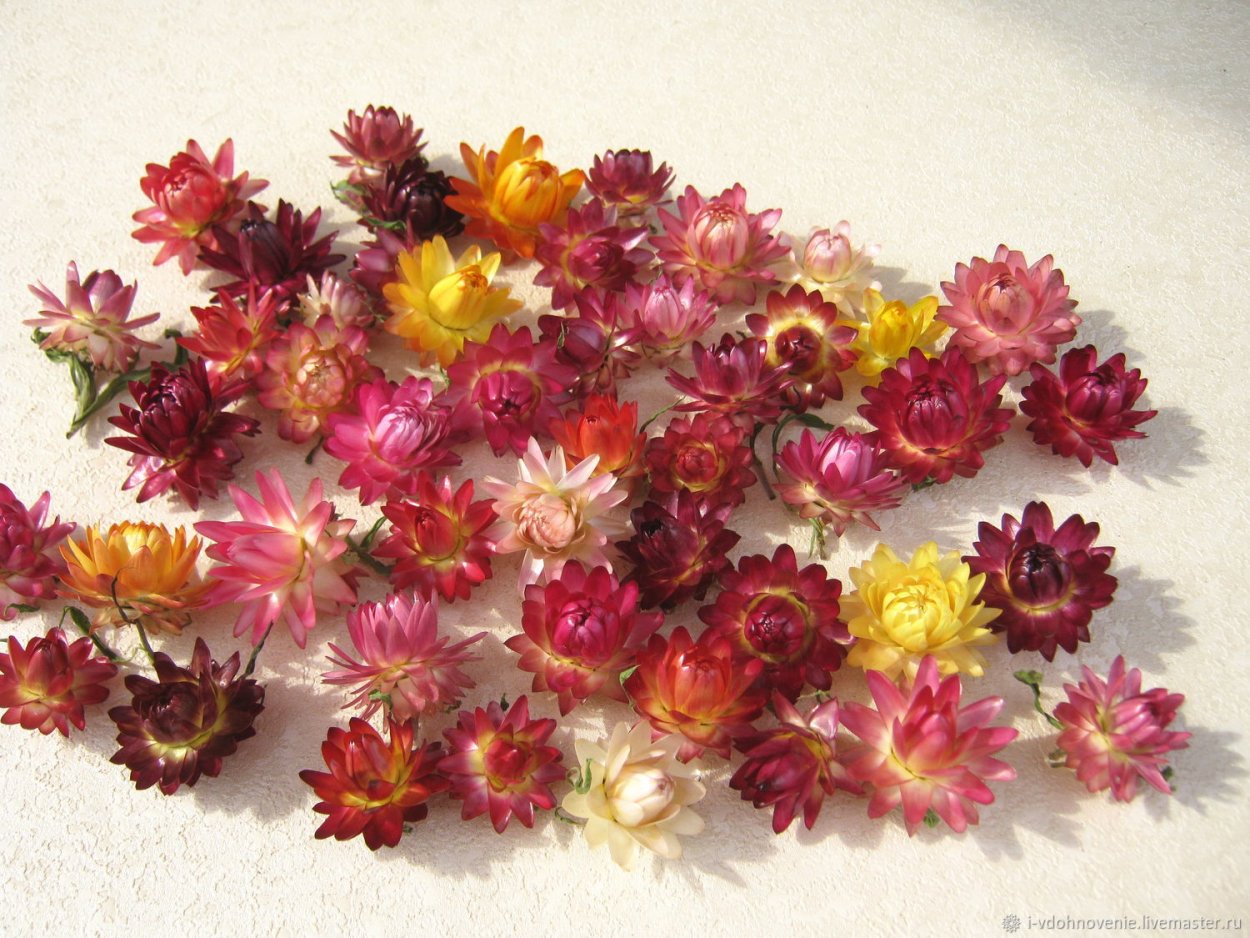 Цветы сухоцветы гелихризум