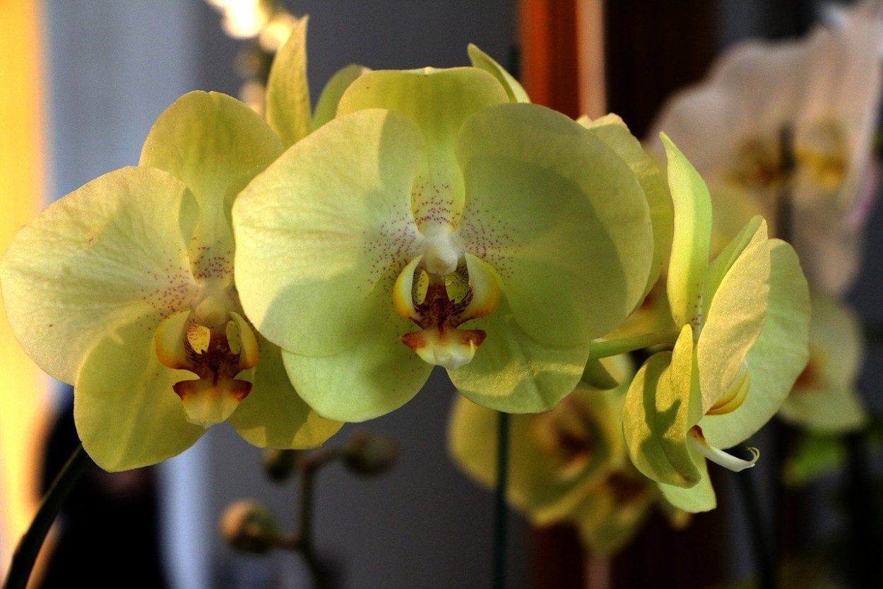 Нарбонна орхидея фаленопсис