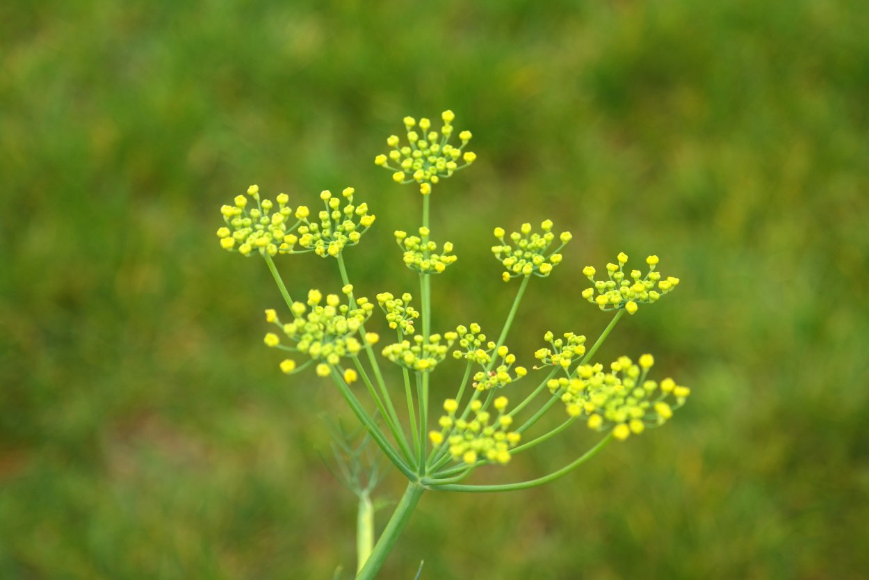 Пастернак посевной (pastinaca Sylvestris)