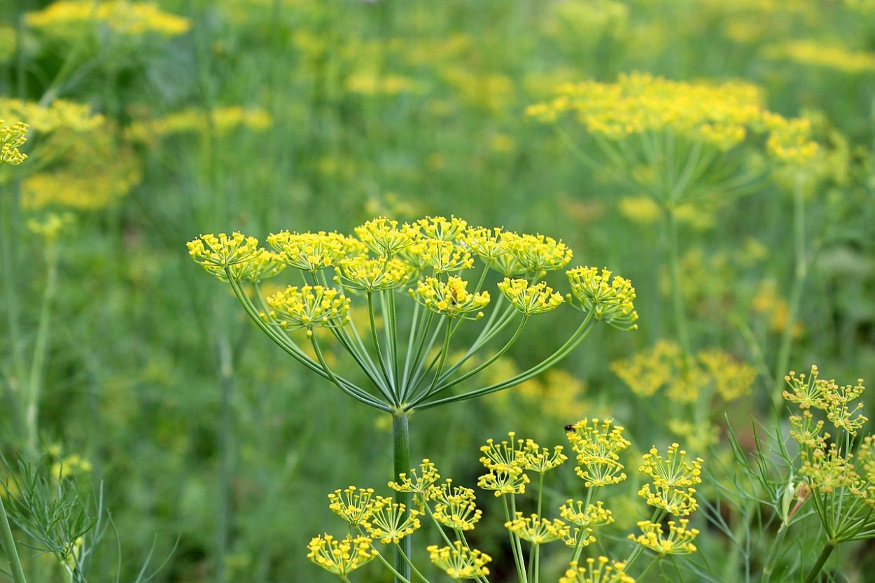 Анетум полевой укроп