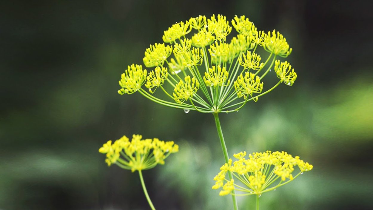 Ахиллея (тысячелистник) Йеллоу