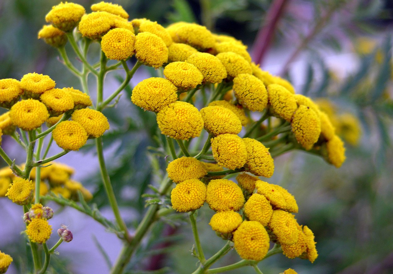 Алиссум Бурачок