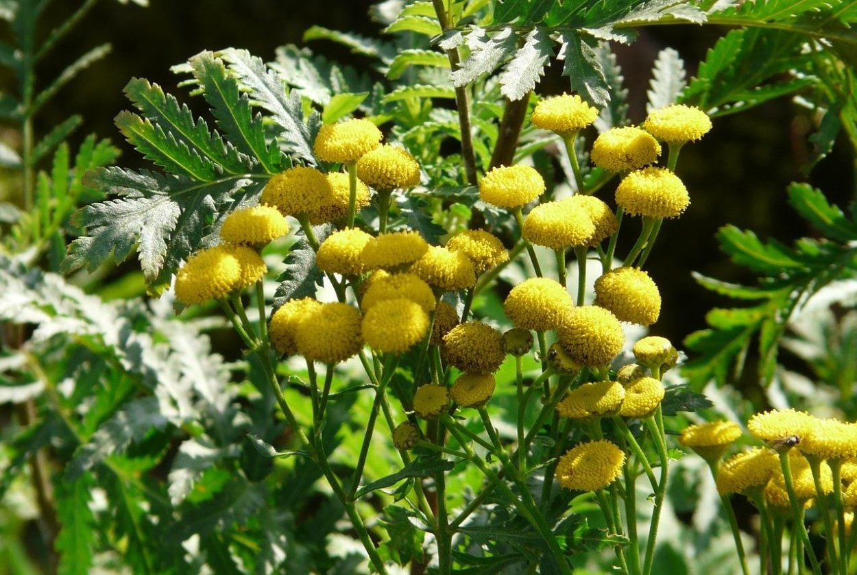 Пастернак Луговой