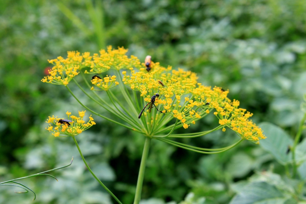 Anethum graveolens