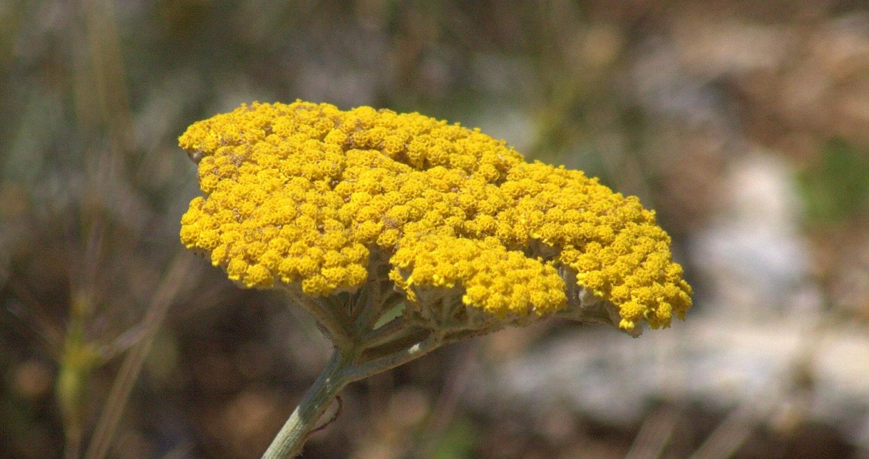 Пижма обыкновенная, Дикая Рябинка