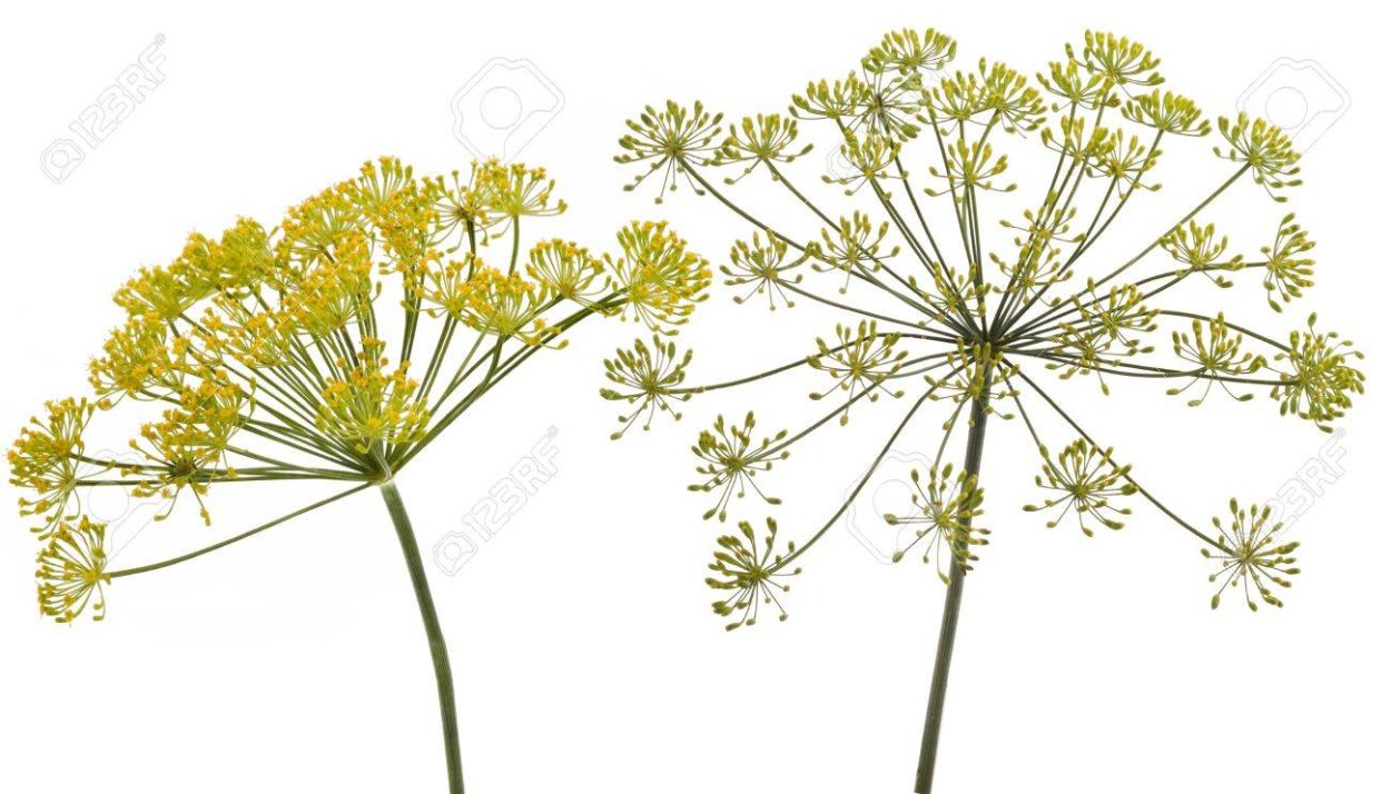 Многолетник Луговой желтый