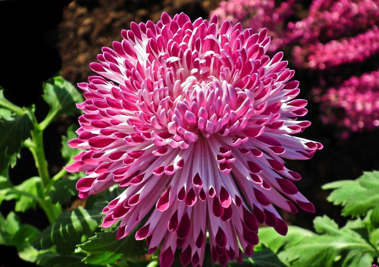 Хризантема Chrysanthemum