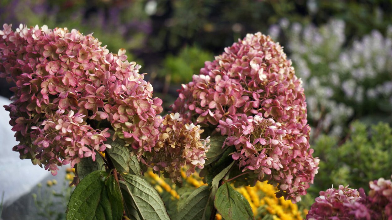 Гортензия метельчатая Мохито