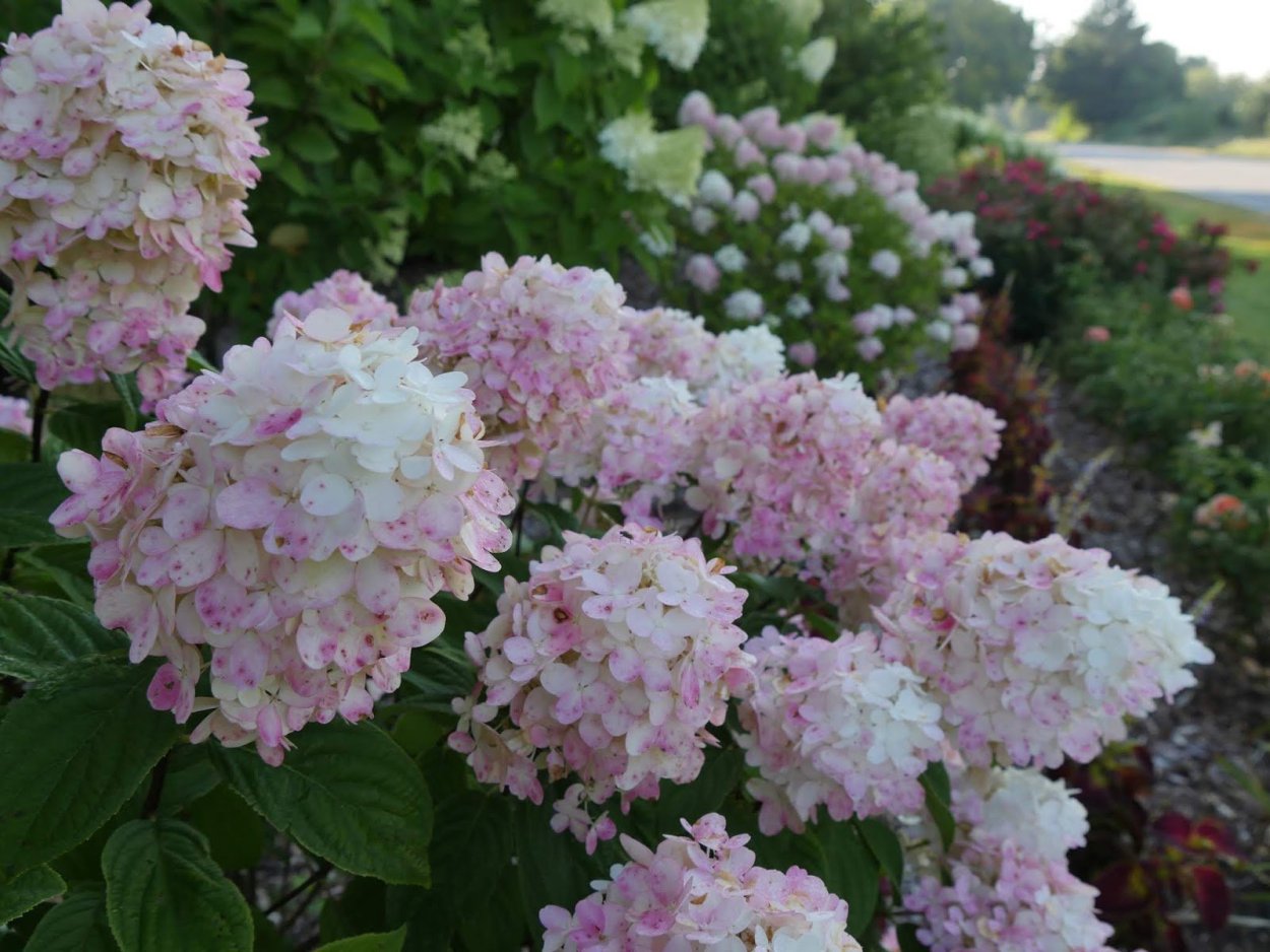 Гортензия Tiffany Purple