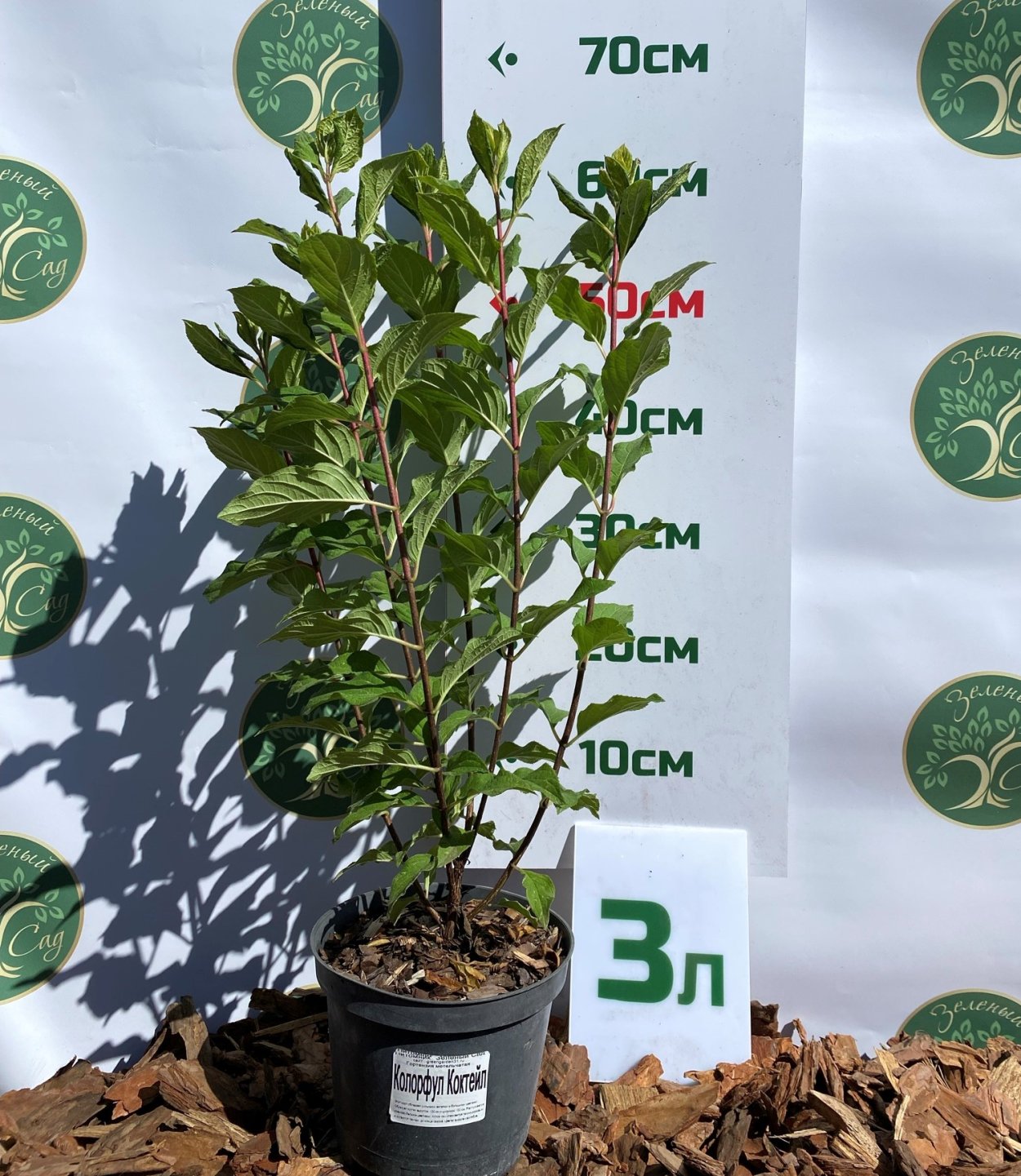 Гортензия метельчатая Вимс