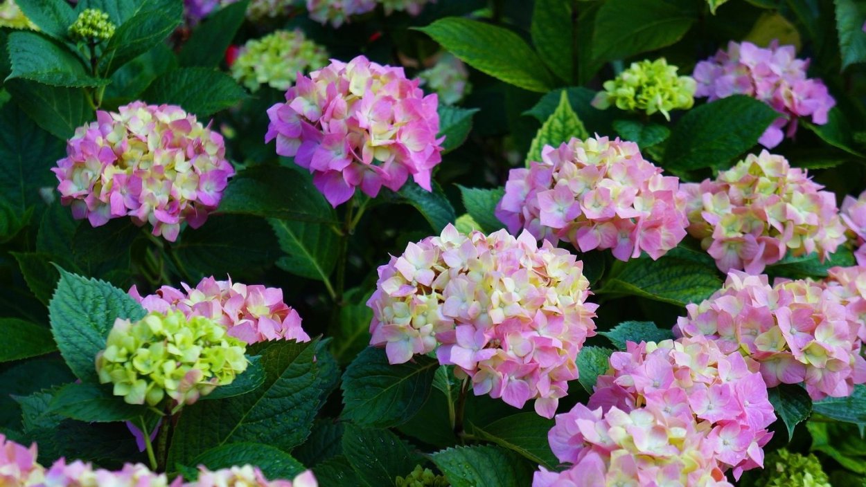 Гортензия Теллер Блю