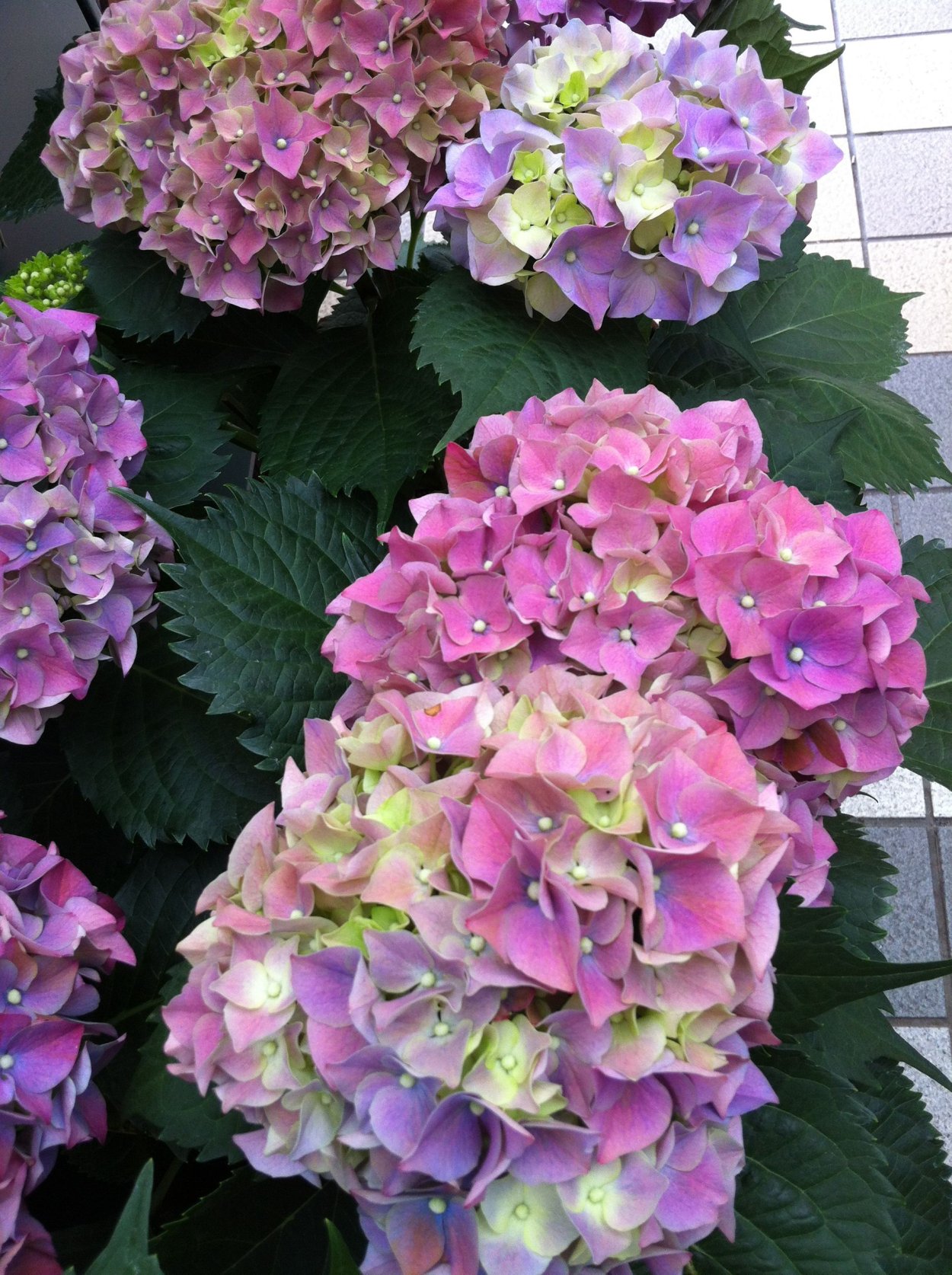 Гортензия Колорфул