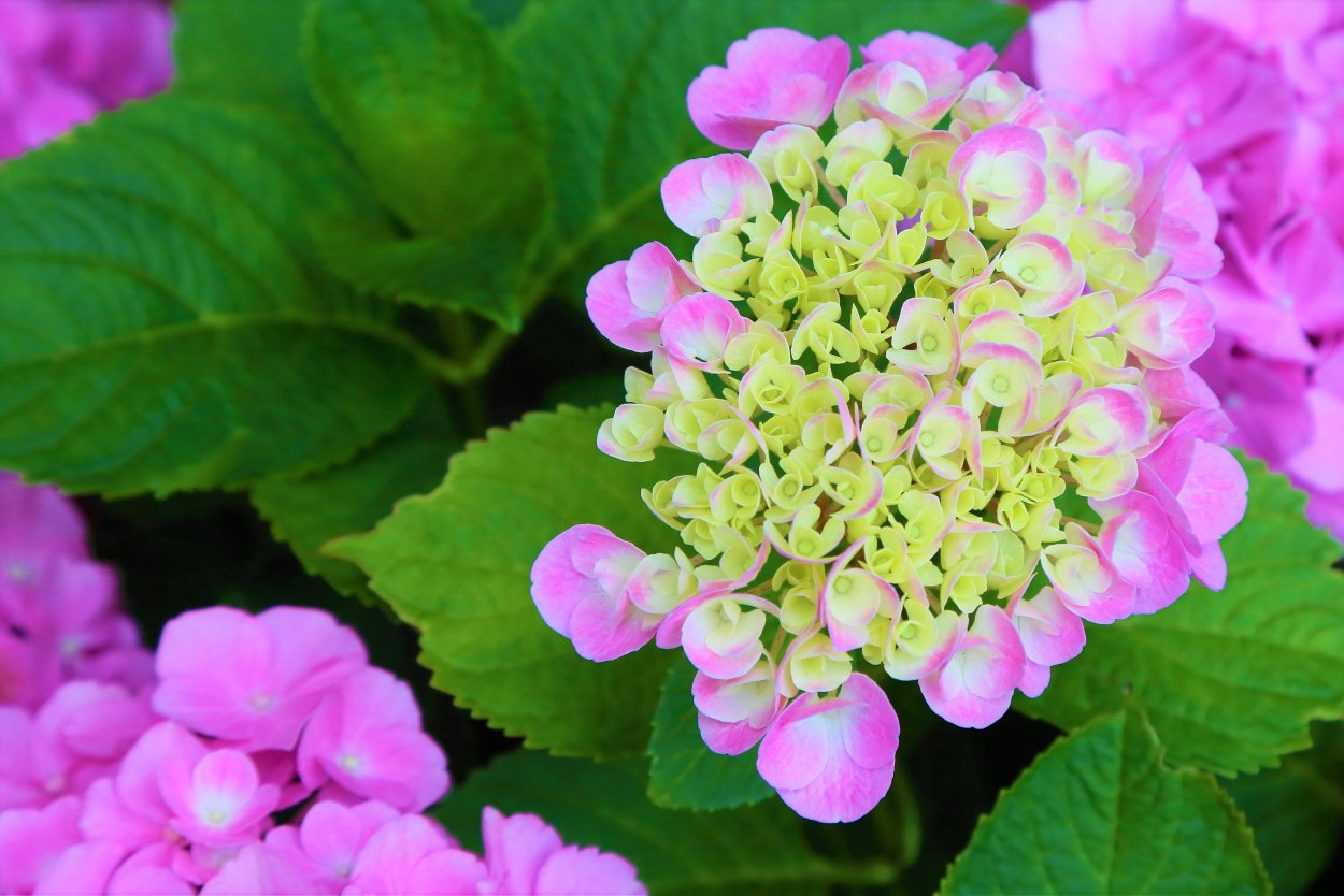 Гортензия корофул коктейль