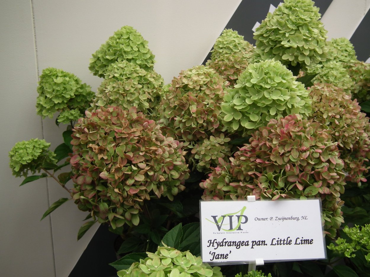 Гортензия лолипоп Лайт Блю