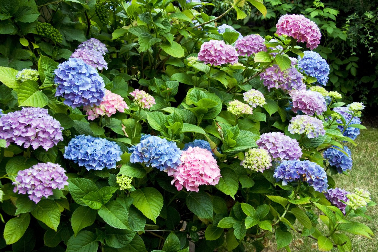 Гортензия Флейм перпл