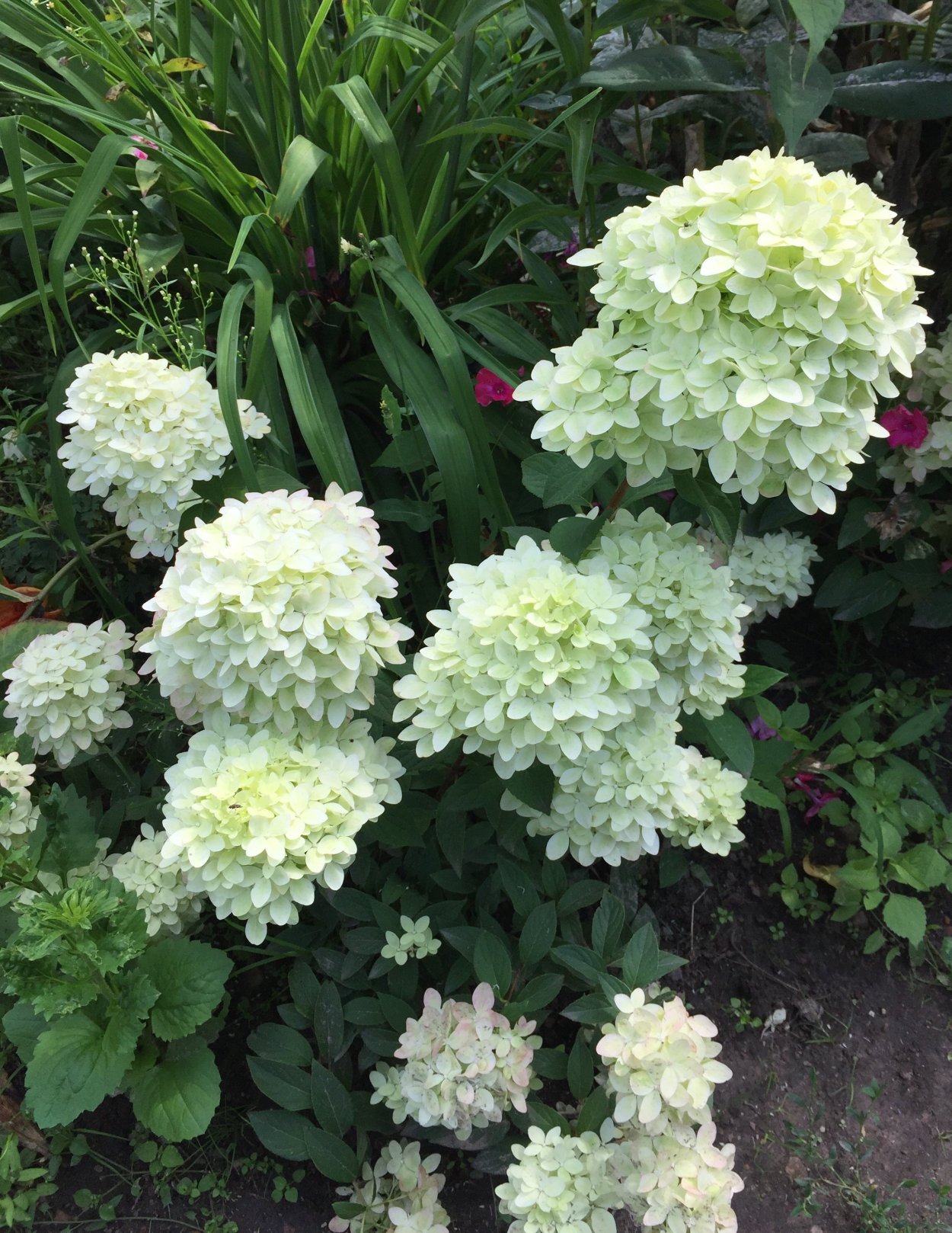 Гортензия метельчатая Распберри Пинк