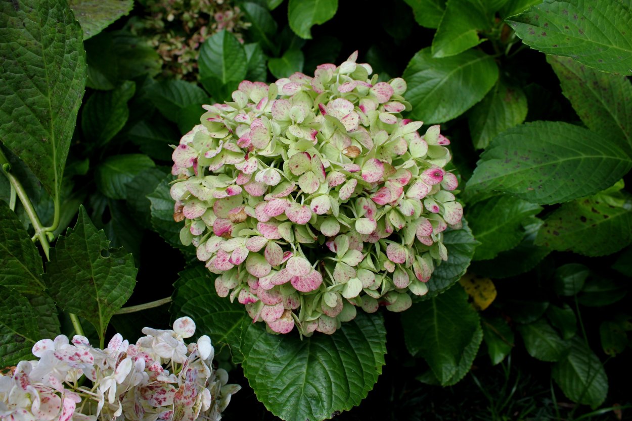 Колорфул коктейль