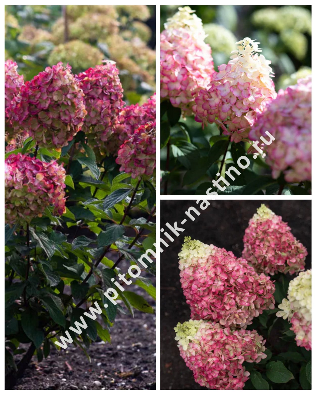 Гортензия розебудная