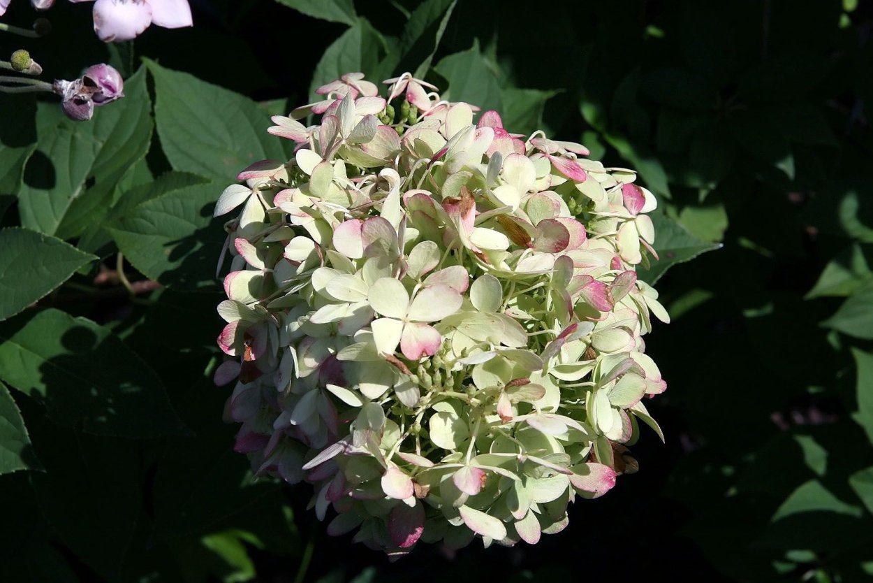 Гортензия Cocktail