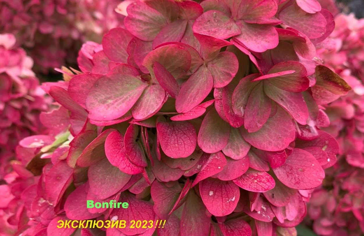 Гортензия Мармеладка