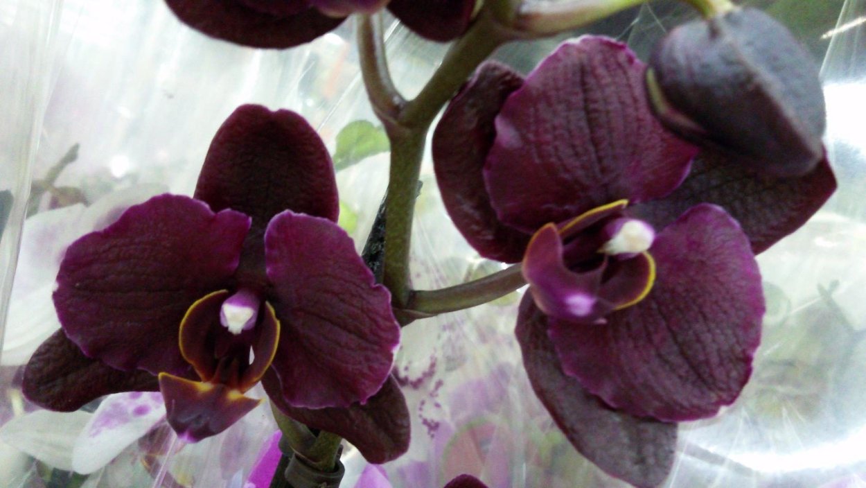 Орхидея Phalaenopsis Black Jack