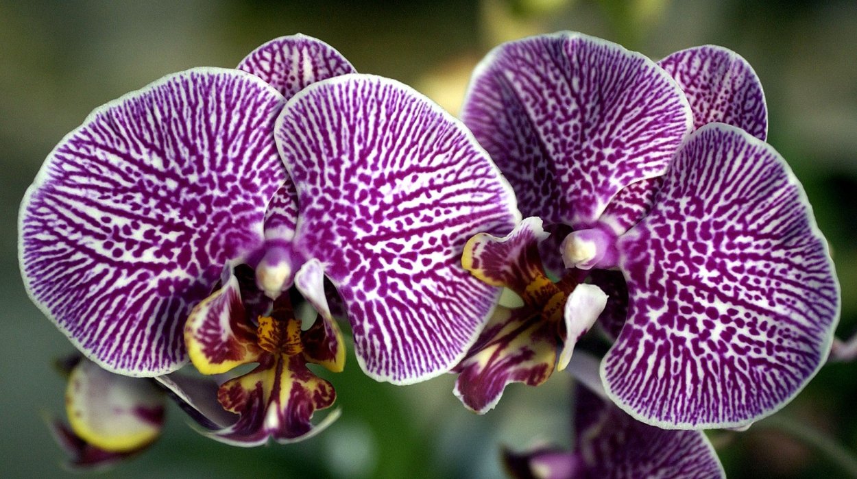 Phal. Ever Spring King × Ox Black