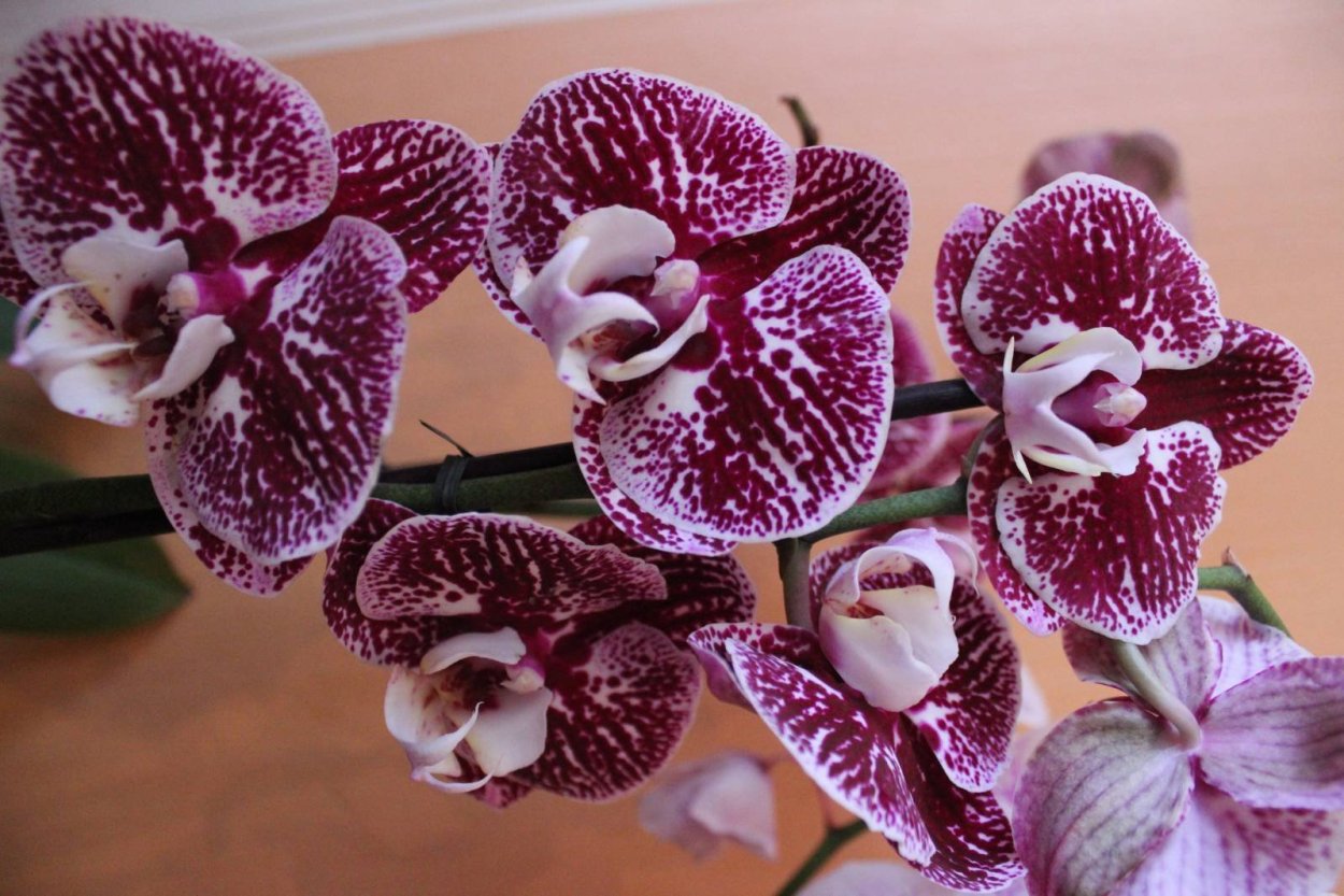 Фаленопсис Отелло