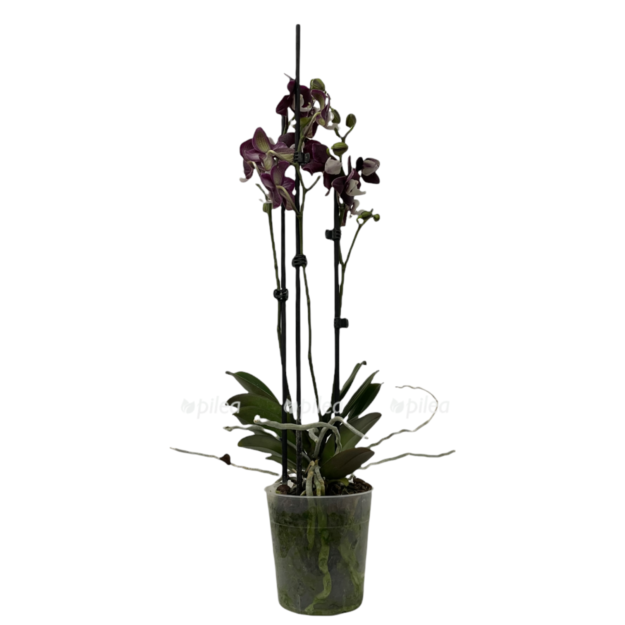 Орхидея Блэк видоу