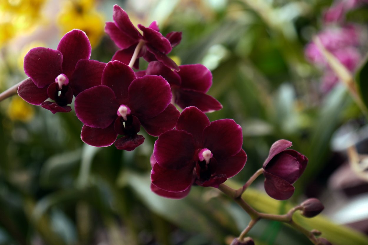 Фаленопсис Блэк Перл