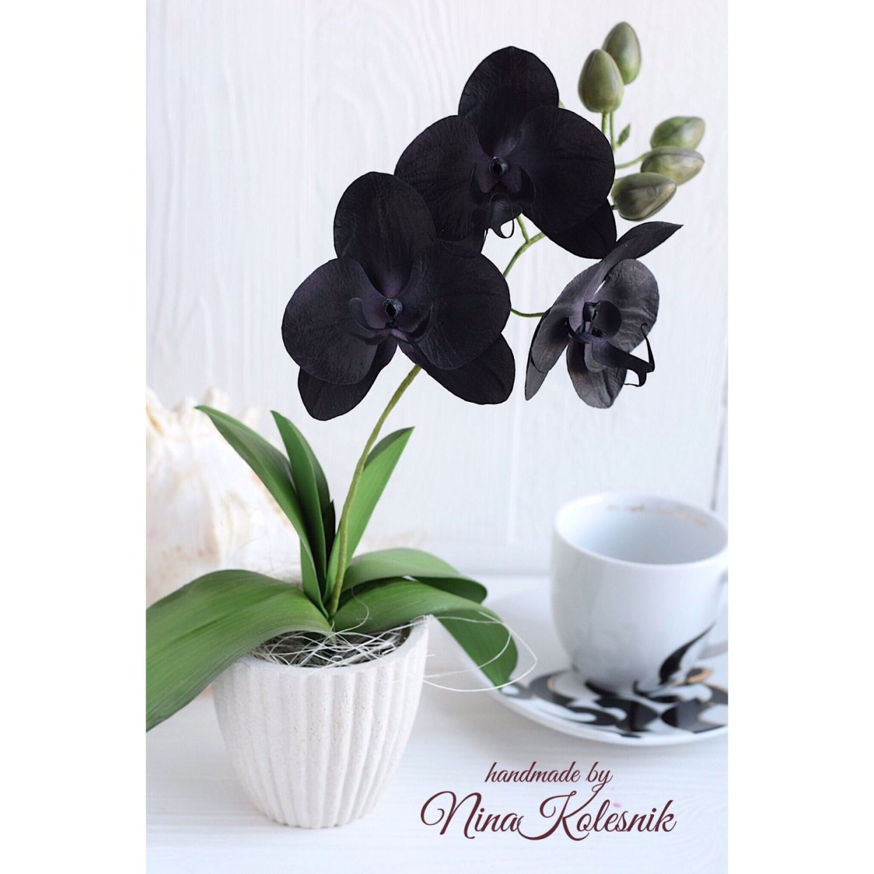 Орхидея Phalaenopsis Black Jack
