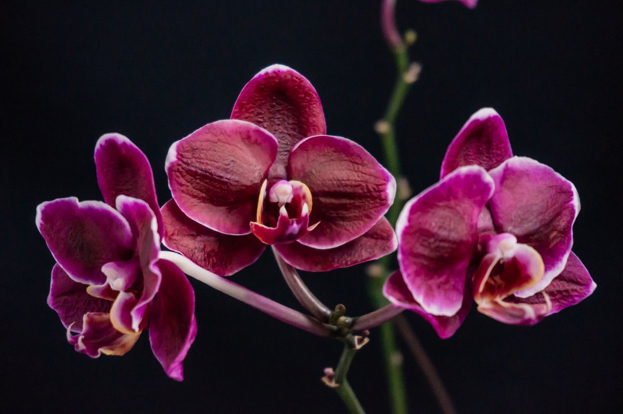 Орхидея Phalaenopsis Black Jack