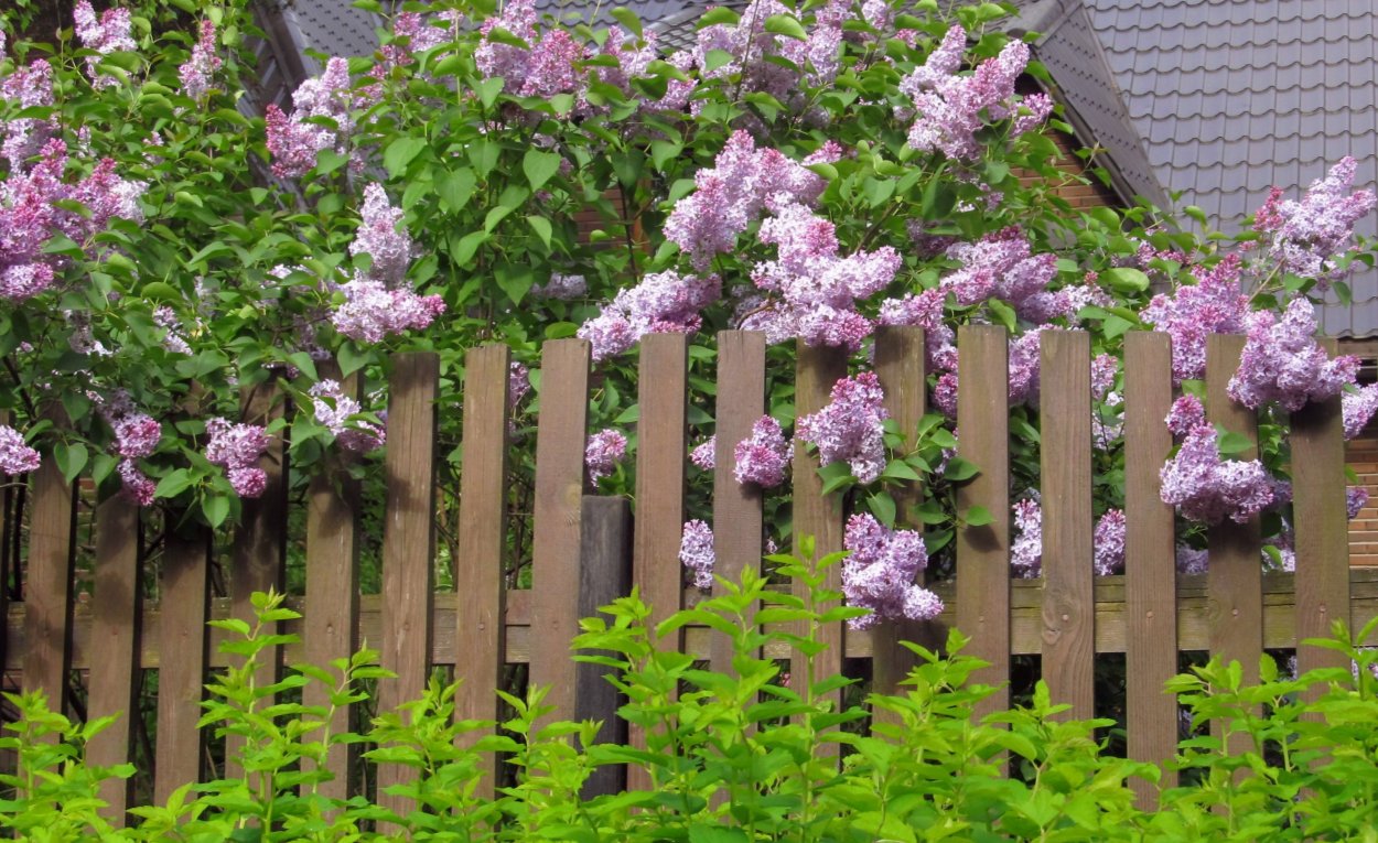 Сирень и чубушник у забора