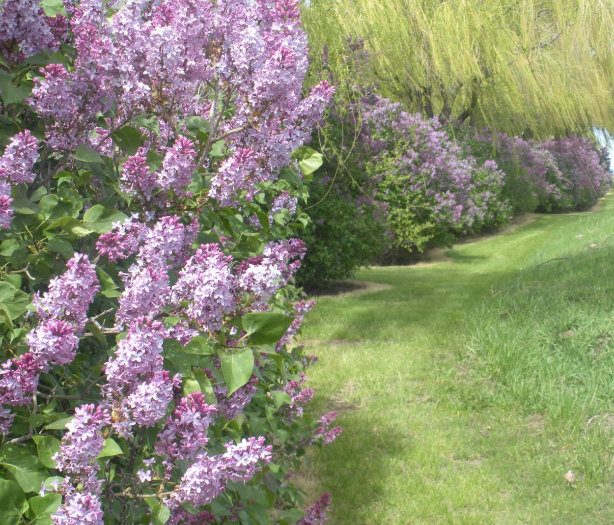 Сирень Мейера изгородь