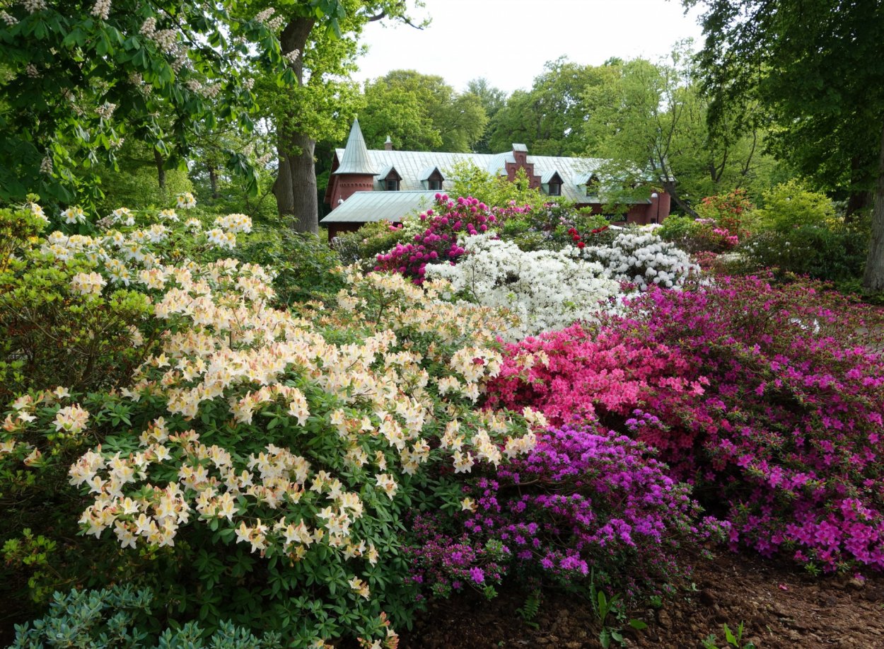 Рододендрон и гортензия