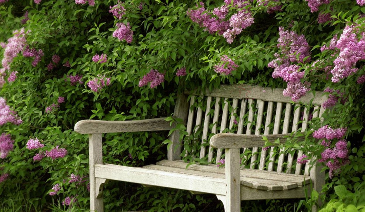 Лавочка под сиренью