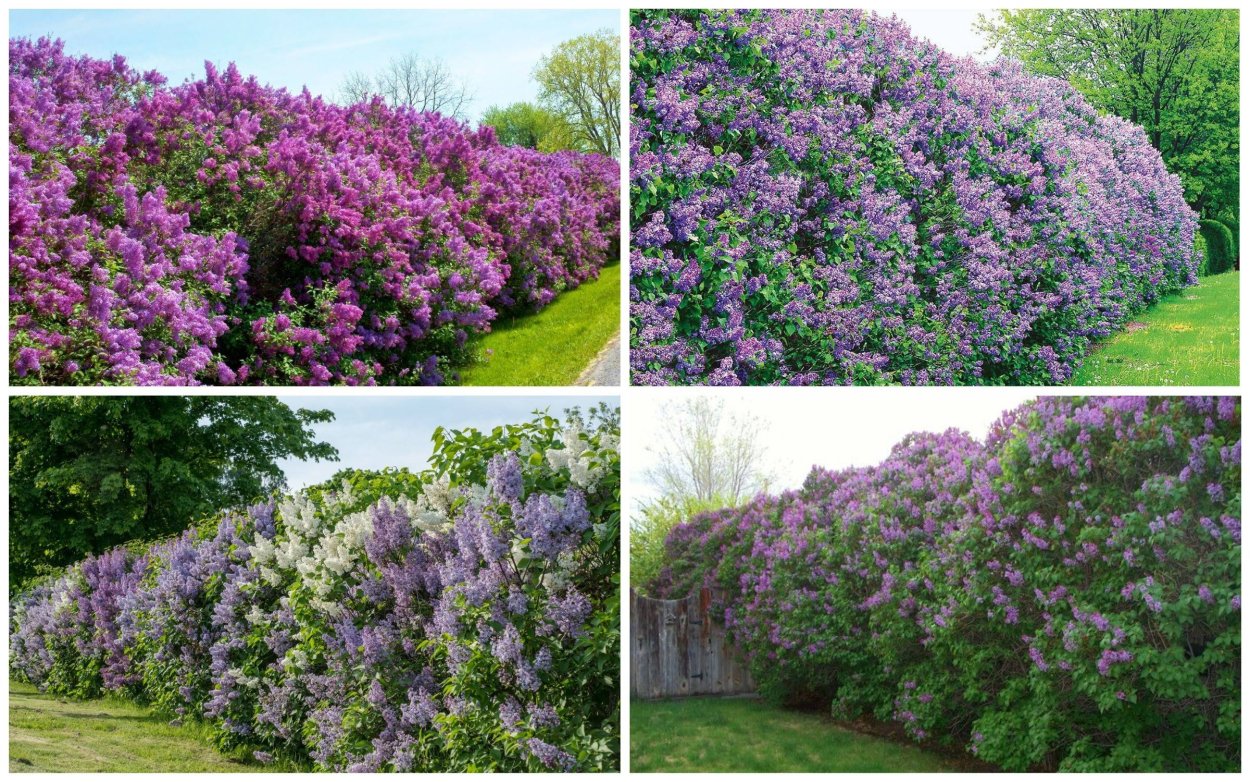 Сирень Живая изгородь