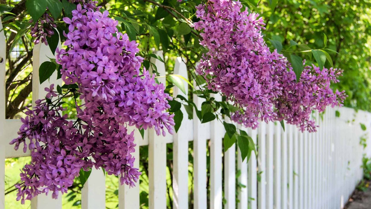 Сирень Лила Вандер