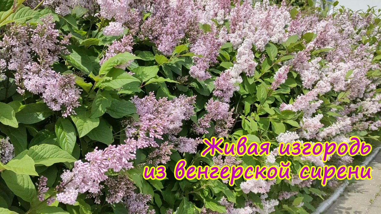 База сирень в 3