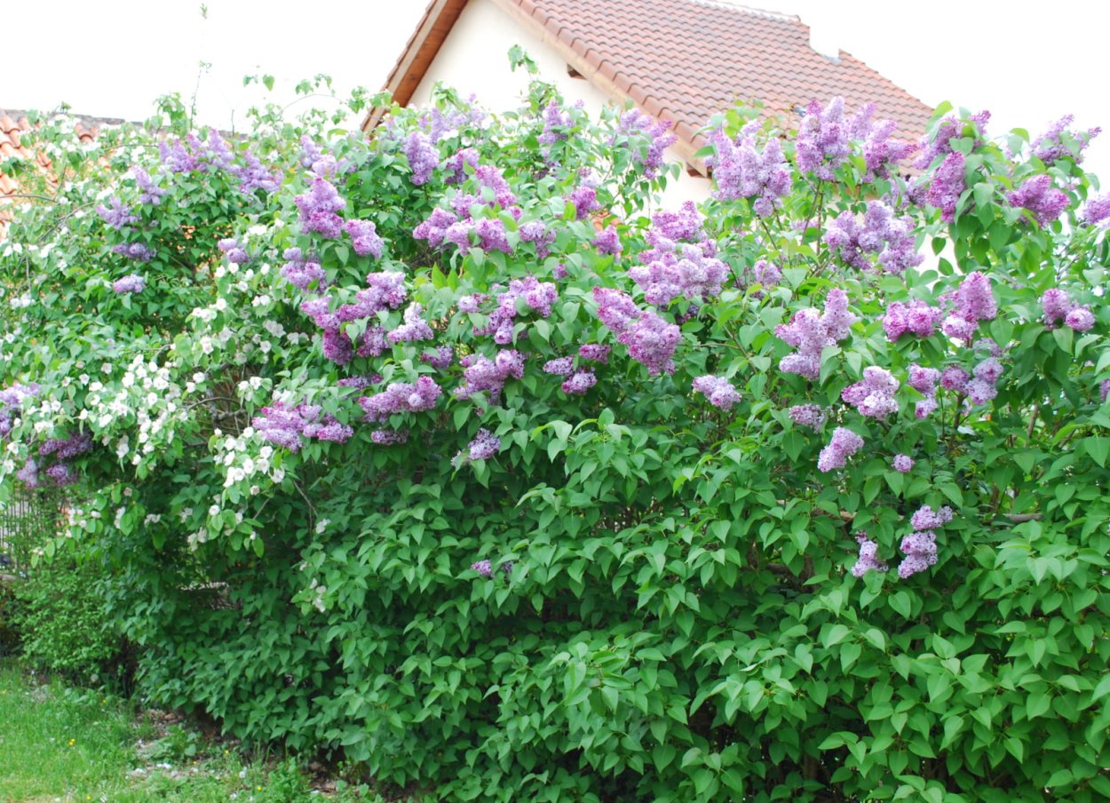 Сирень венгерская Живая изгородь