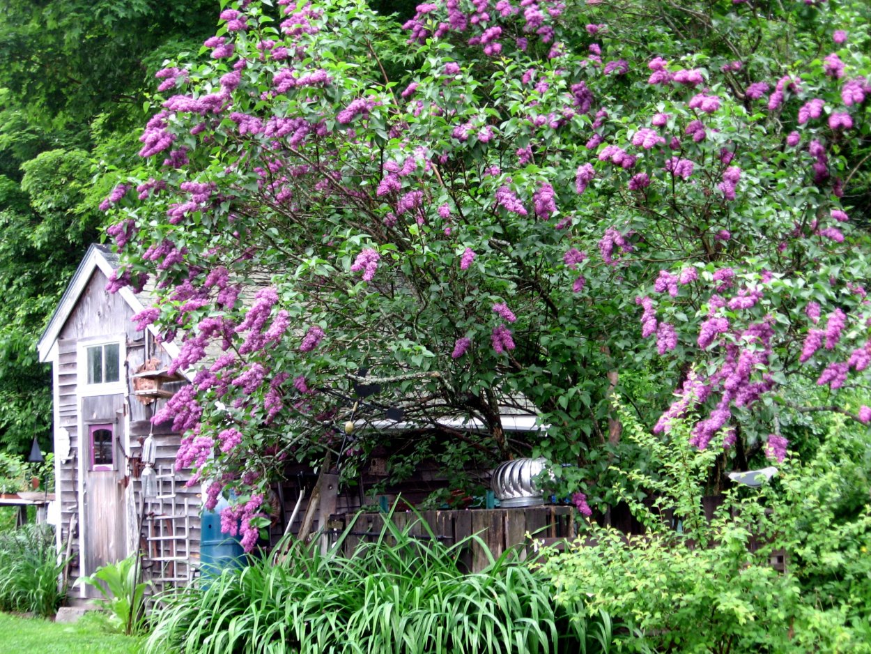 Сирень патио