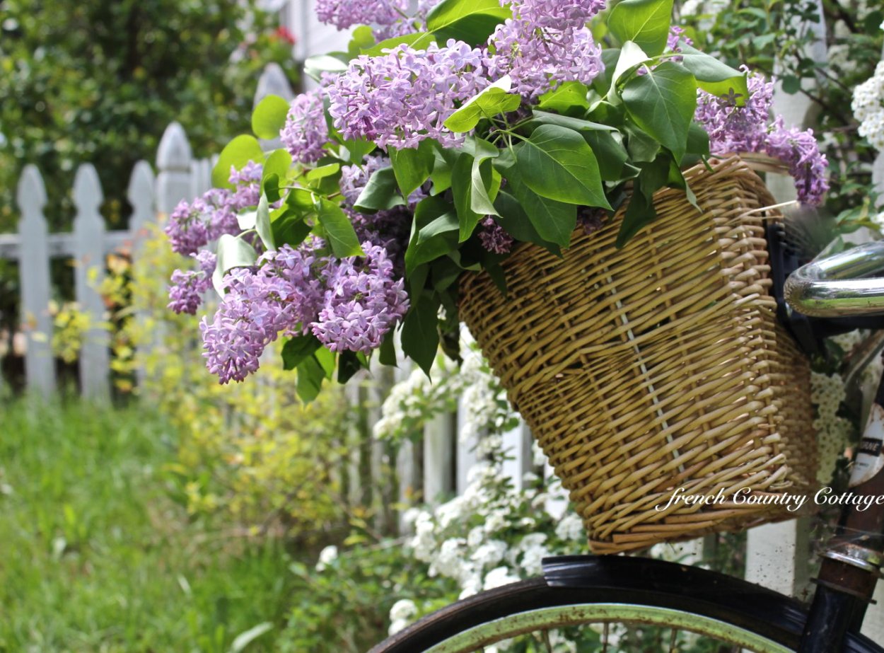 Плетеная сирень в саду