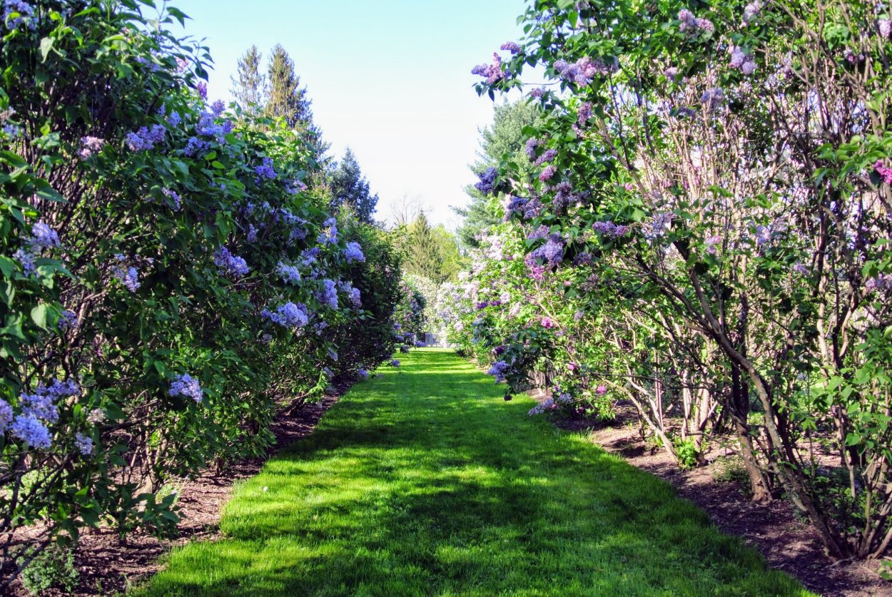 Голубика Садовая Живая изгородь