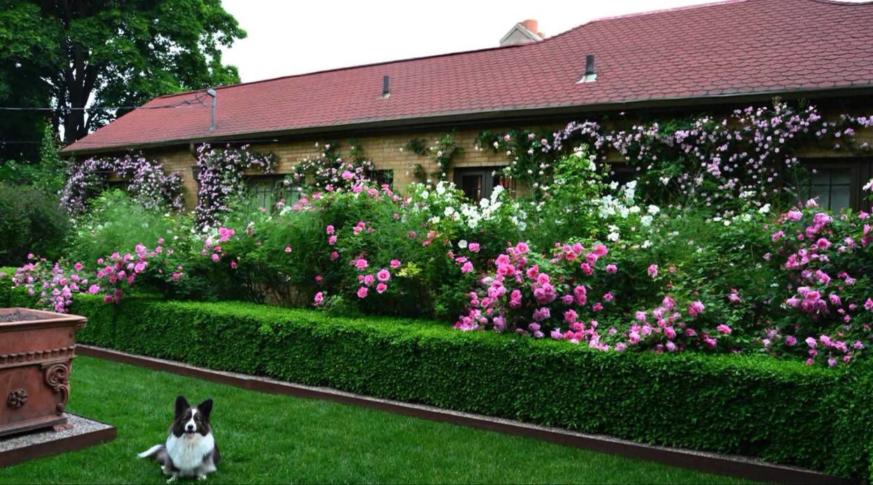 Шиповник Живая изгородь