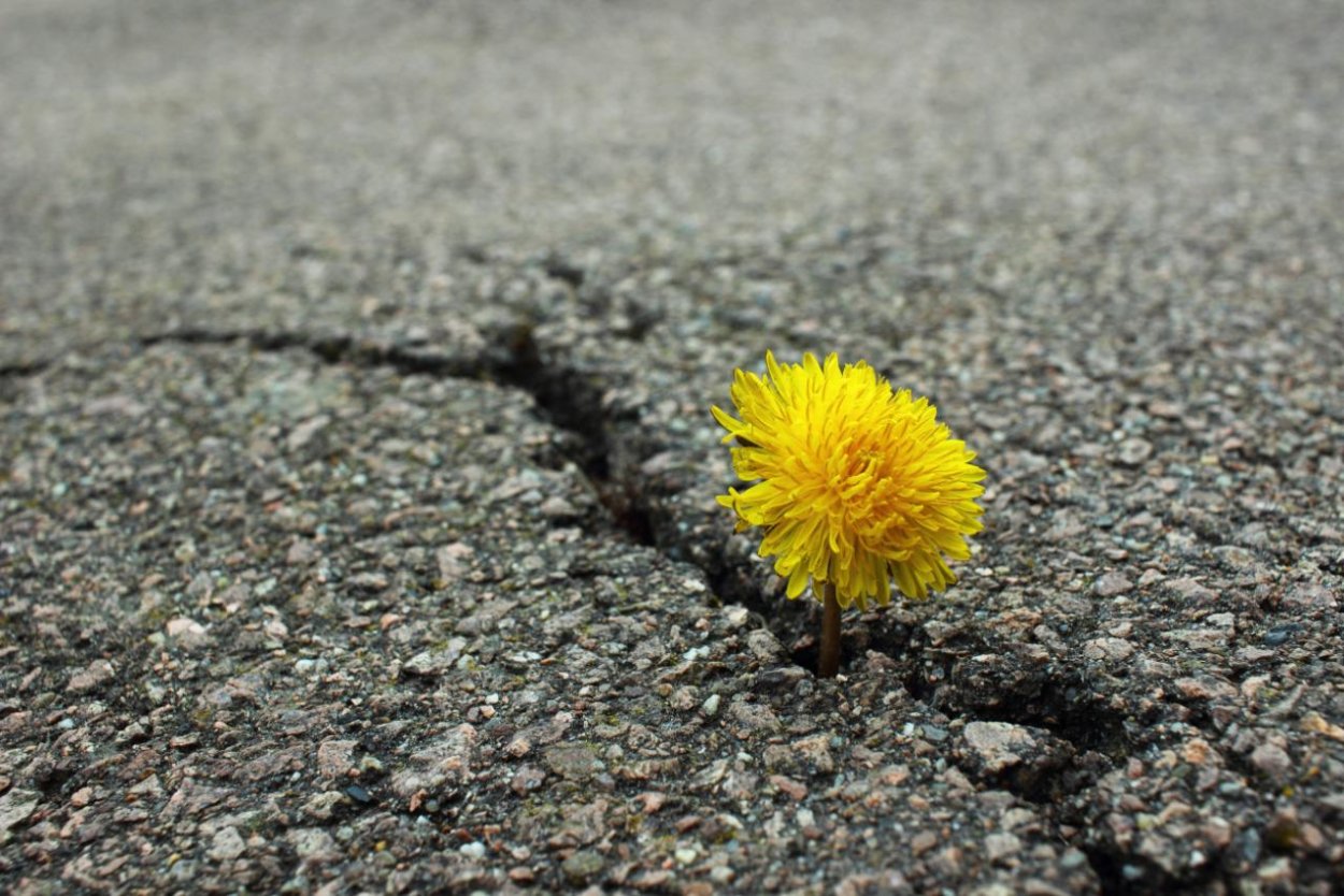 Одуванчик сквозь асфальт