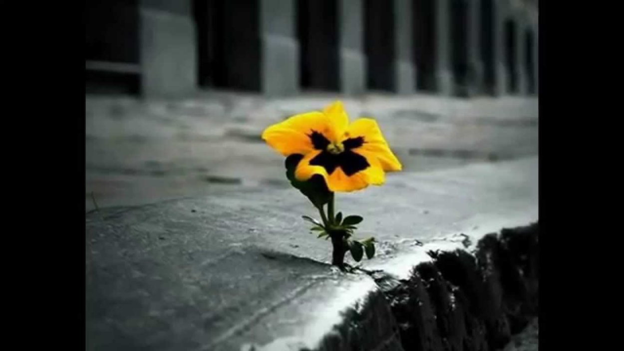 Росток сквозь асфальт