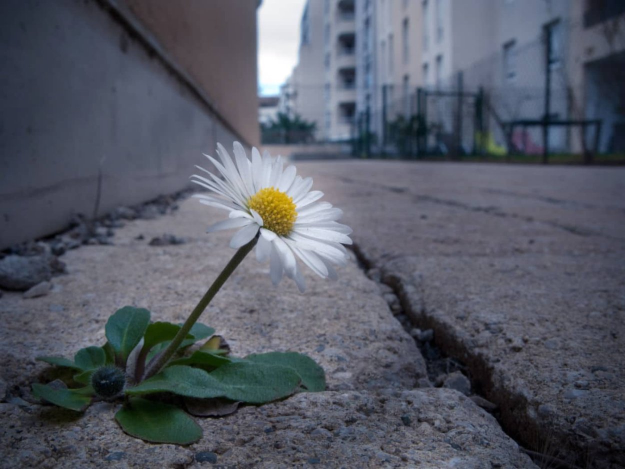 Ромашка через асфальт
