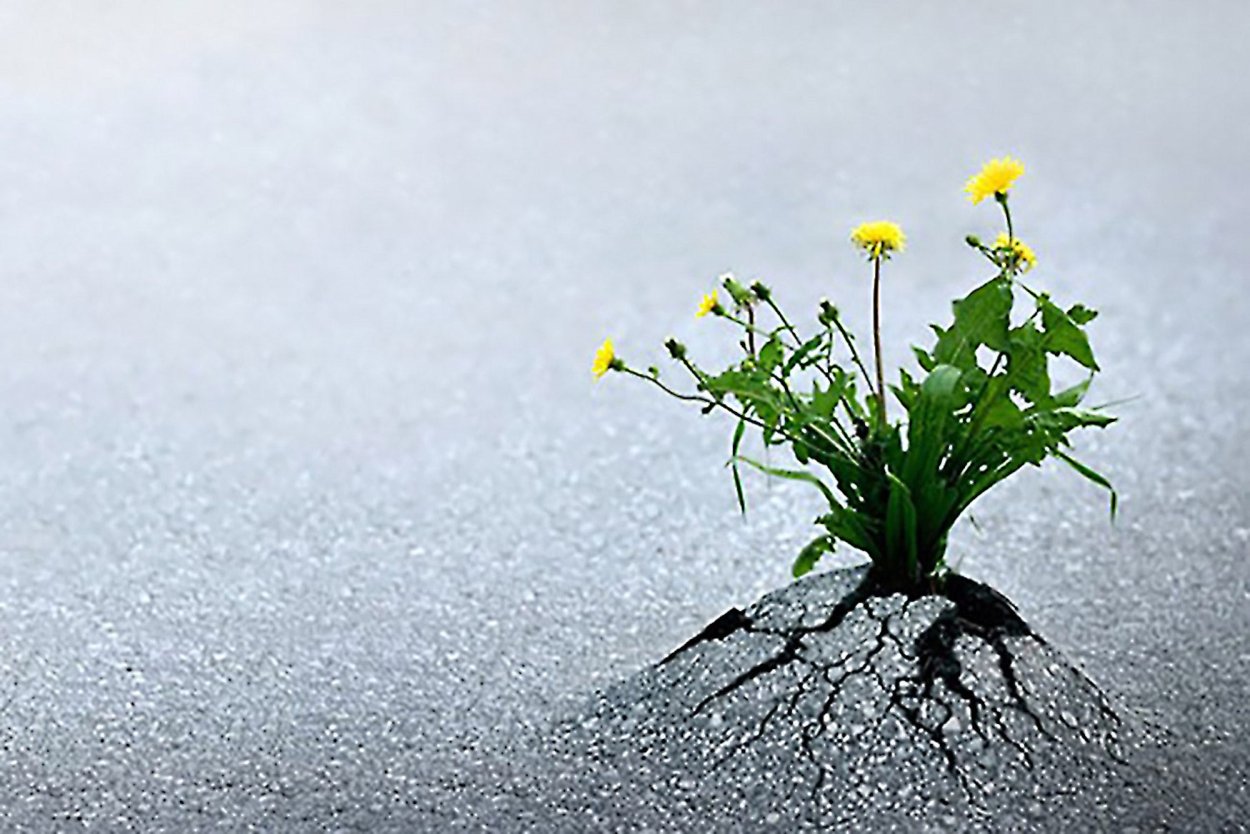 Одуванчик сквозь асфальт