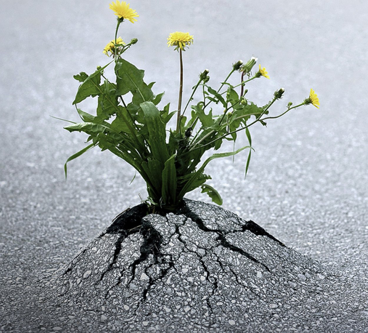 Сломанный цветок