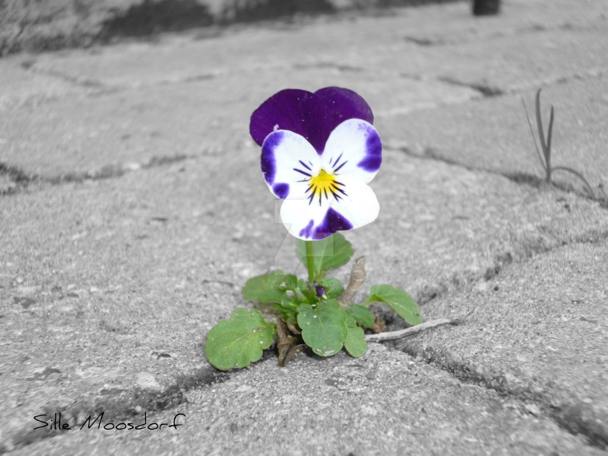 Цветочек сквозь асфальт