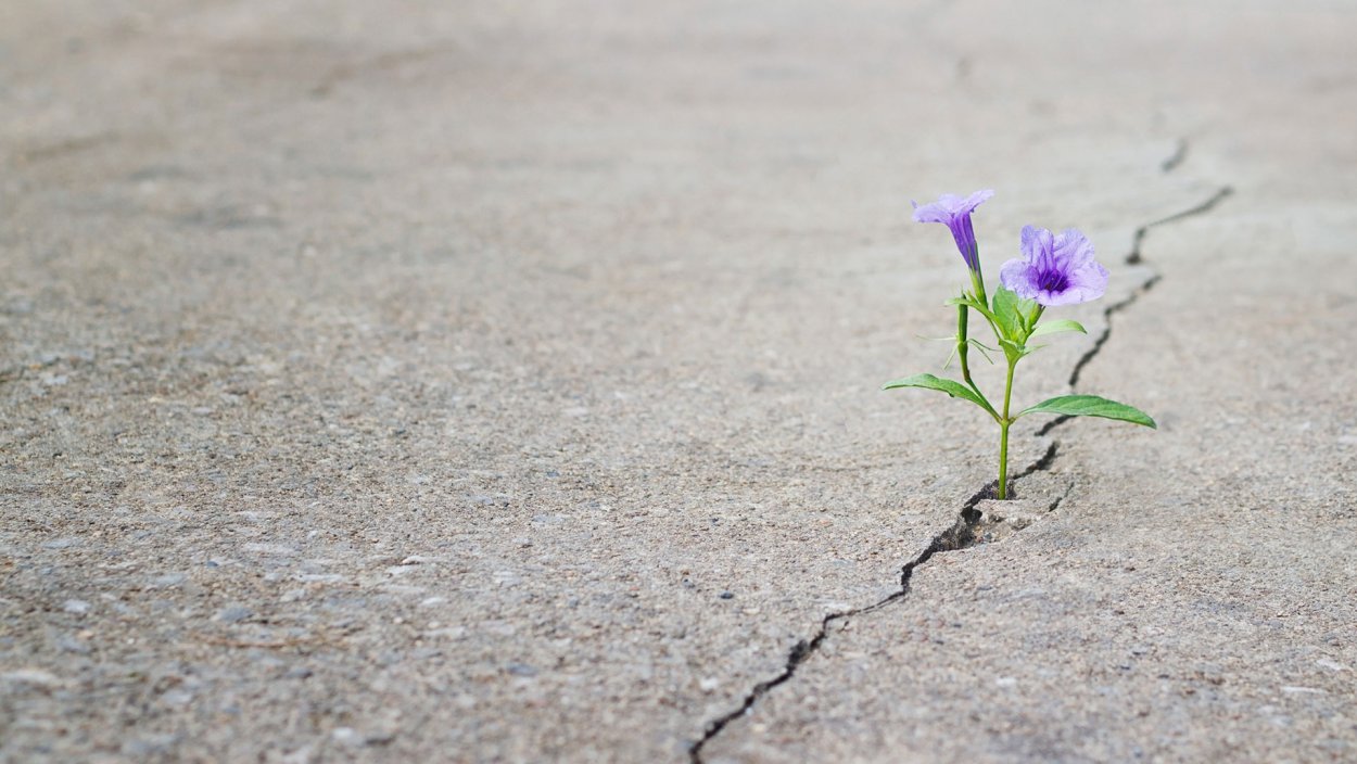 Трава через асфальт растет